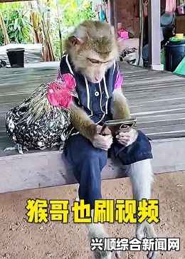 小智隐藏得再好也架不住猪队友—猴哥直播揭秘其住址