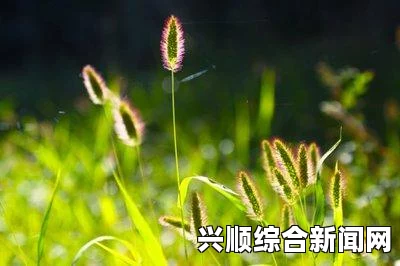 DNF90版本牡丹装备全方位选择指南