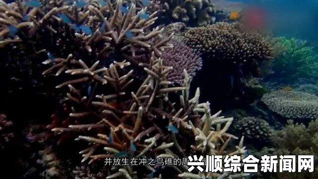 日本横滨海洋乐园，五万条沙丁鱼编织梦幻水下樱花