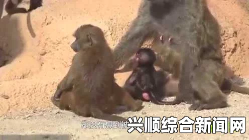 狒狒父亲英勇救子，从母狮口中拯救小狒狒的瞬间纪实