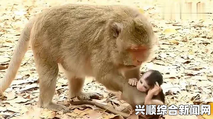 狒狒父亲从温柔母狮口中救出小狒狒，英勇瞬间的全过程