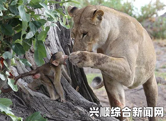 狒狒父亲从温柔母狮口中救出小狒狒，英勇瞬间的全过程