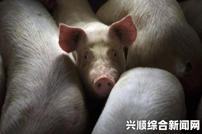 死亡细胞保存读取技巧攻略