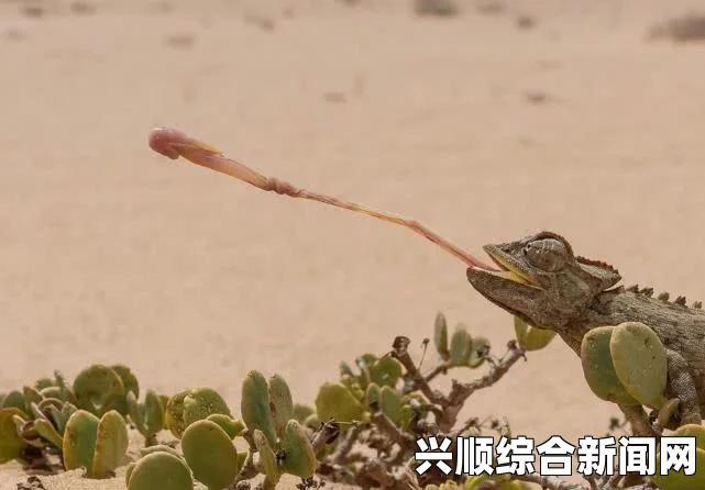 英国街头奇特景象，女子遛男子与街头男子爬行秀