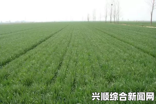 浮岛物语种植小麦的详细步骤