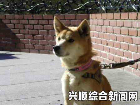 狸猫全面属性解析与特点探究
