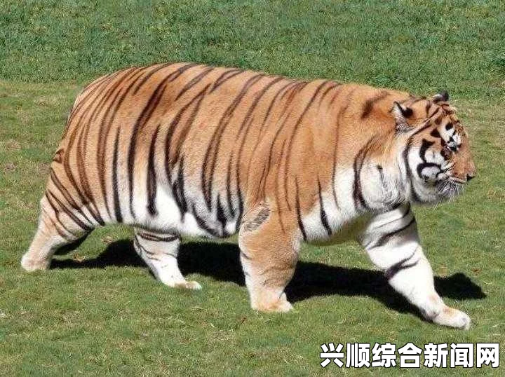 全球首只雄狮狮虎在美国成功培育，强壮非凡的跨物种奇迹
