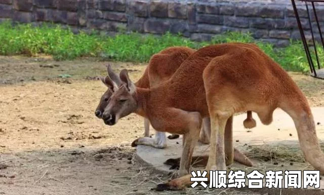 人类黎明，如何饲养更多动物的方法
