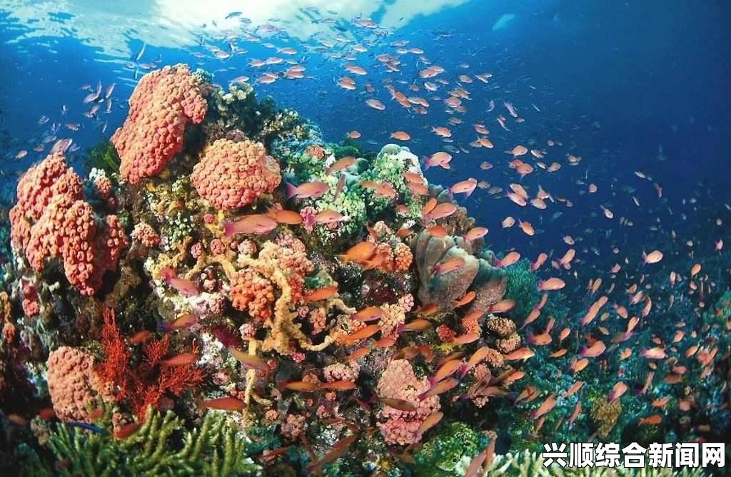 最早动物礁石被发现，揭秘距今5.48亿年前的动物起源