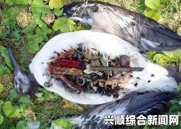日本滋贺县发现罕见巨型蚯蚓，刷新国内长度纪录