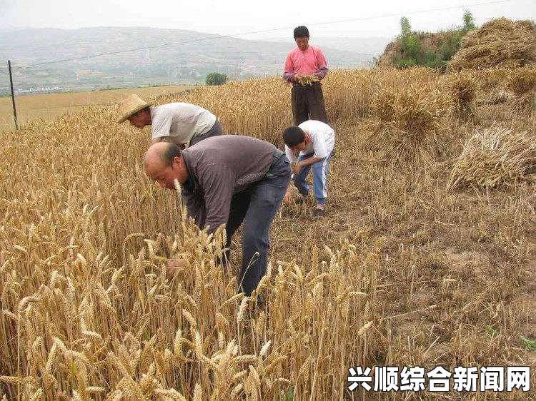 黎明时期人类种植麦子和稻草的抉择与优化策略探讨