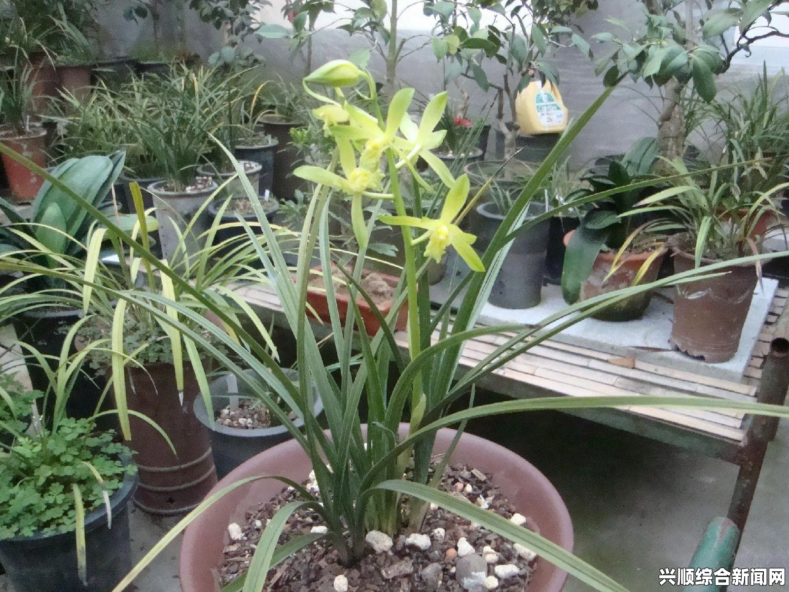 人类黎明时期种植麦子与稻草的选择与优化策略