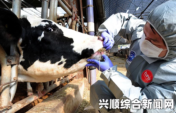 韩国养猪场口蹄疫疫情爆发，紧急应对与影响分析