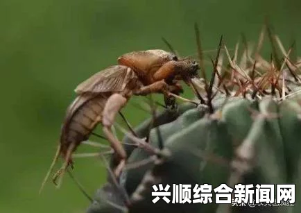 饥荒夏天生存攻略，实用指南助你度过炎炎夏日