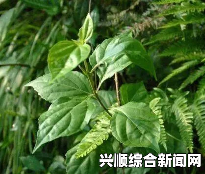 饥荒夏天生存指南