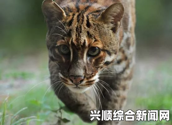 人类黎明自动杀动物的方法与策略