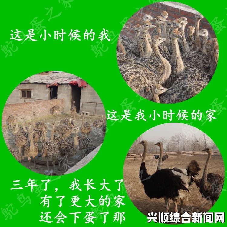 马达加斯加象鸟蛋拍卖在即，全球最大鸟蛋价值堪比七只鸵鸟蛋，珍贵图片曝光
