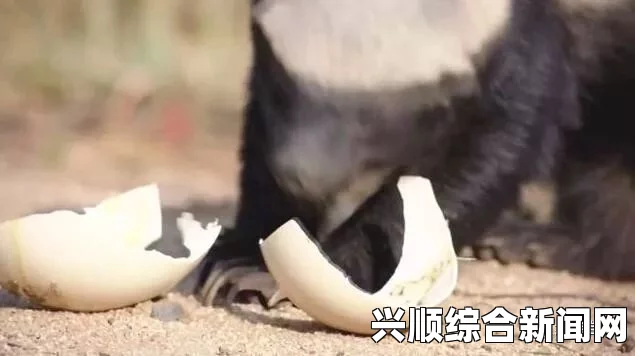 世界最大鸟蛋即将拍卖，马达加斯加象鸟蛋价值堪比七只鸵鸟蛋（附图）