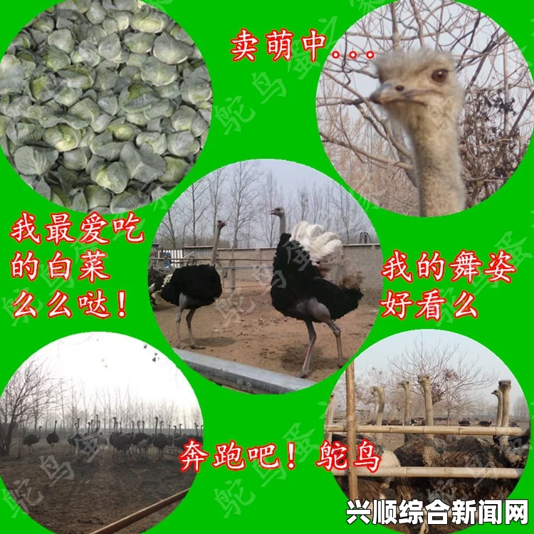 世界最大鸟蛋即将拍卖，马达加斯加象鸟蛋价值堪比七只鸵鸟蛋（附图）