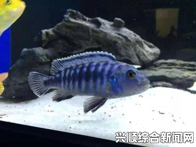 缺氧三眼鱼与哈奇饲养指南，专业技巧分享