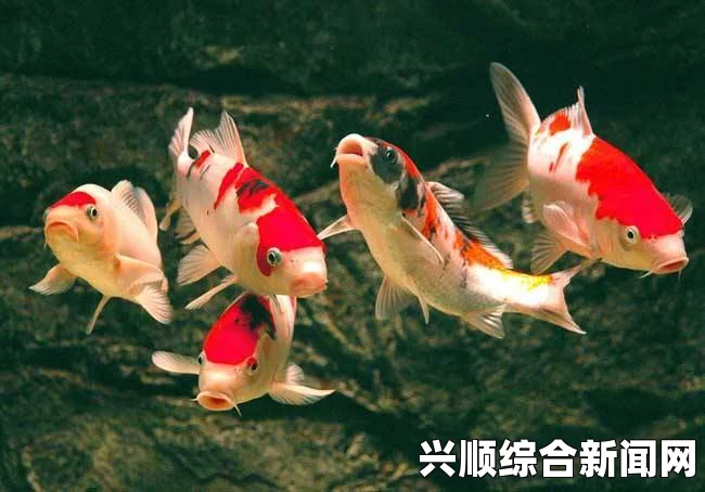 缺氧三眼鱼及哈奇的饲养技巧分享