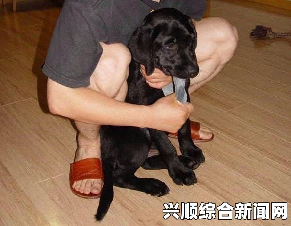美国狗狗意外吞食大量袜子，X光片揭示胃部惊人景象