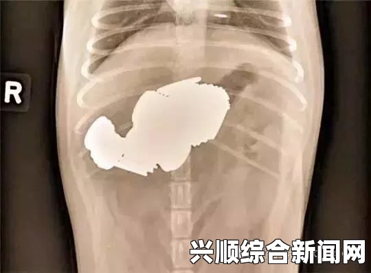 美国一只狗意外吞下大量袜子，拍摄胃部X光片揭示惊人真相