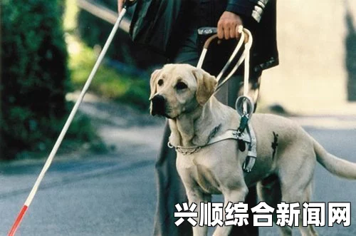 导盲犬奥斯卡，默默承受伤痛展现非凡勇气，忠诚送主人上班之旅