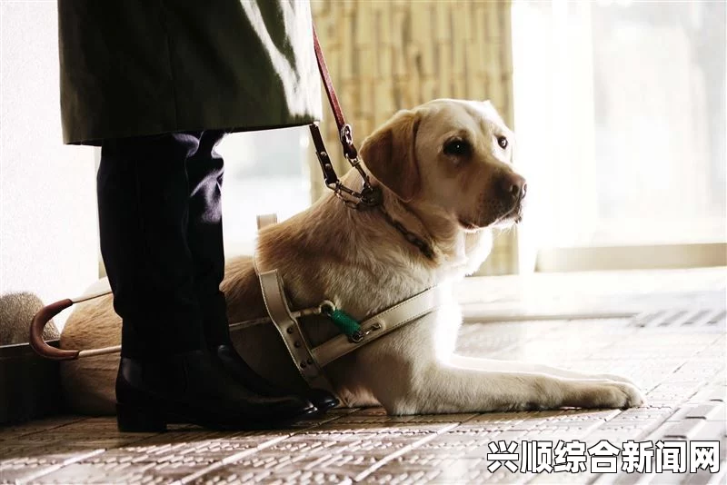 导盲犬奥斯卡的非凡勇气，默默承受伤痛，坚持送主人上班
