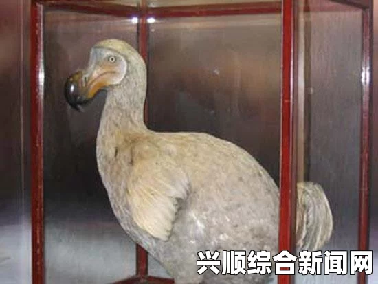 鸵鸟蛋预防肥胖，吃货的健康福音来临