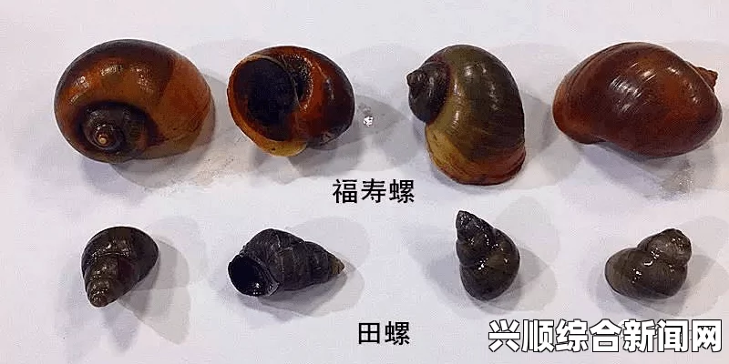 一、潜行田螺的分布区域