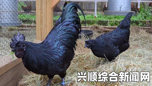 兰博鸡尼内外皆黑，时尚传奇的炫酷售价与独特设计（图）