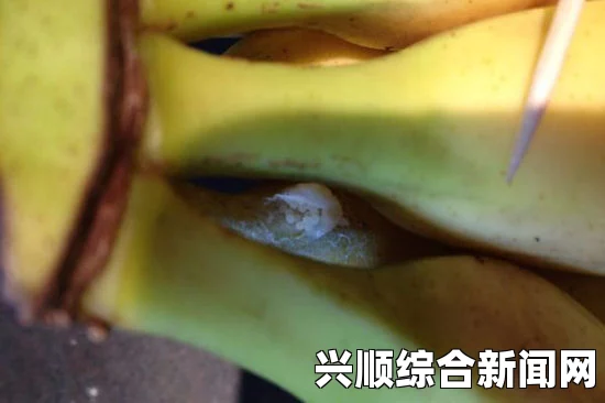 英女子购买香蕉意外发现全球最毒蜘蛛虫卵—巴西漫游蜘蛛事件揭秘