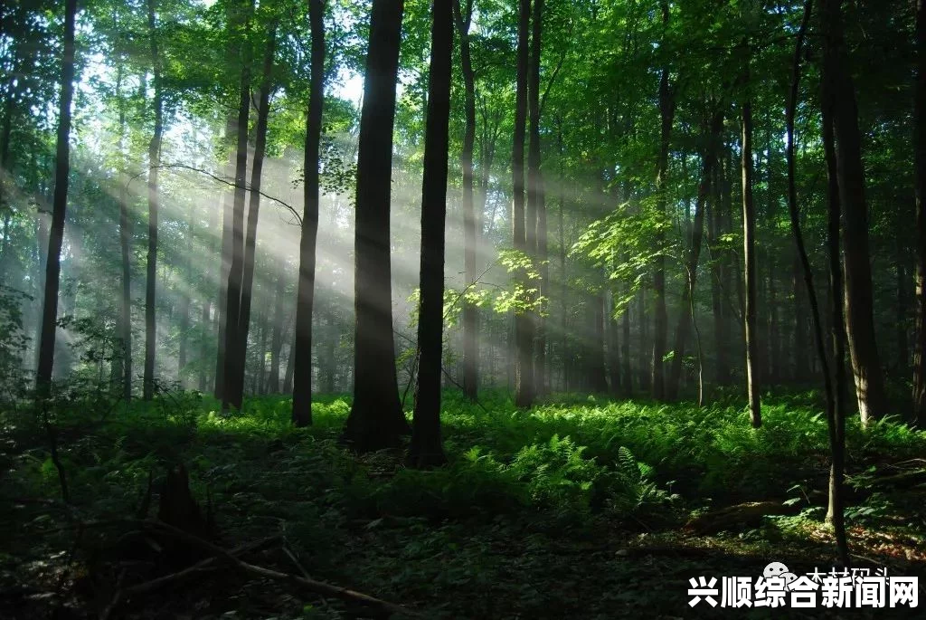 森林原木运输至岛屿的多种策略与方法