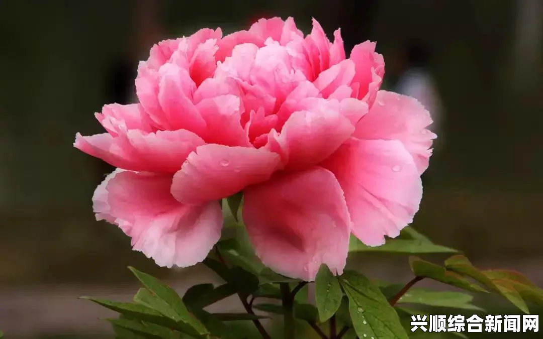墨池镇中文怎么调—详细指南