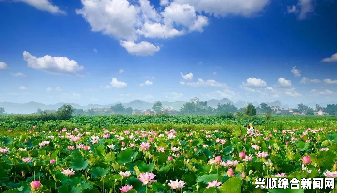 梦幻西游接天莲叶赏夏荷活动任务说明介绍