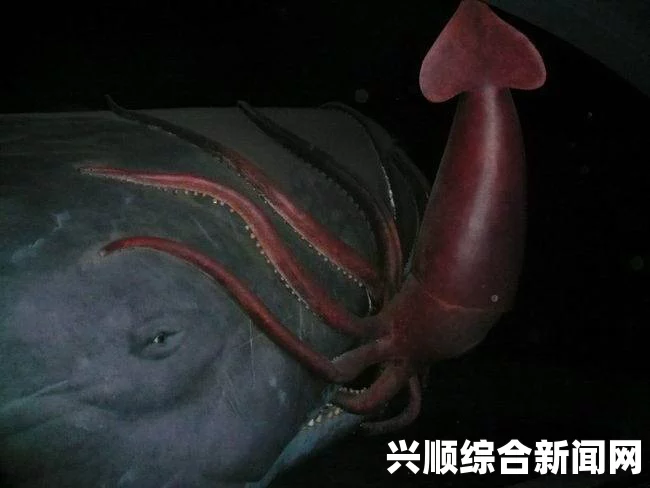 揭秘巨型鱿鱼的奥秘，科学家解剖研究揭示惊人真相