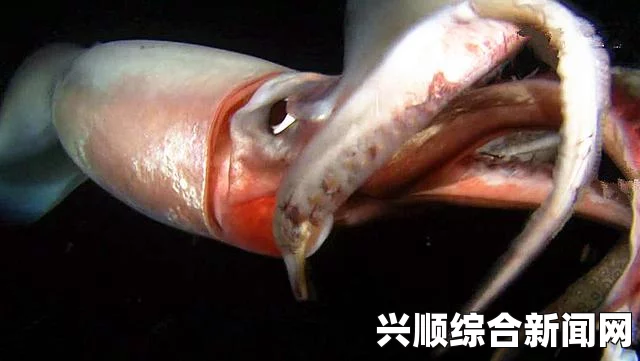 巨型鱿鱼的奥秘，科学家对其解剖研究揭示惊人事实