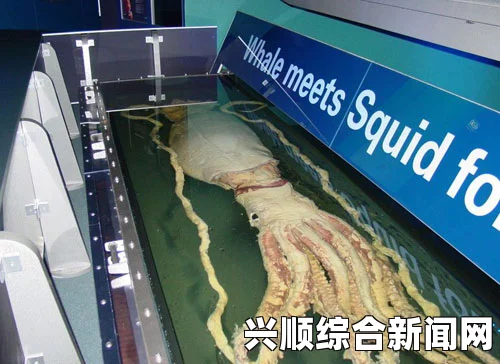 巨型鱿鱼的奥秘，科学家对其解剖研究揭示惊人事实