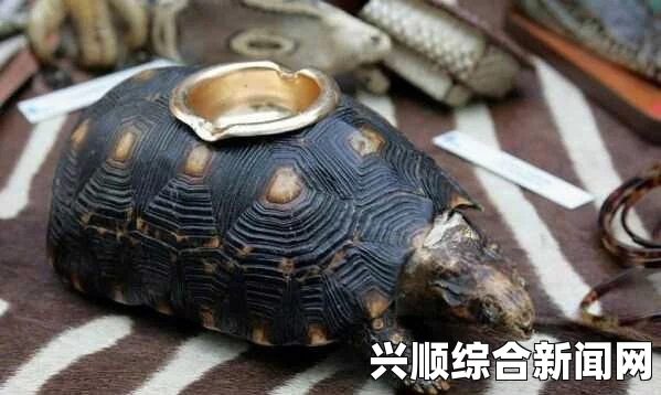 加拿大华裔男子涉嫌走私乌龟事件曝光