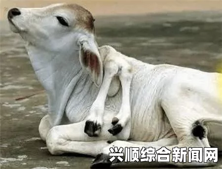 新西兰发现罕见双头羊，双头四脚同步生长，图文揭秘独特生命现象