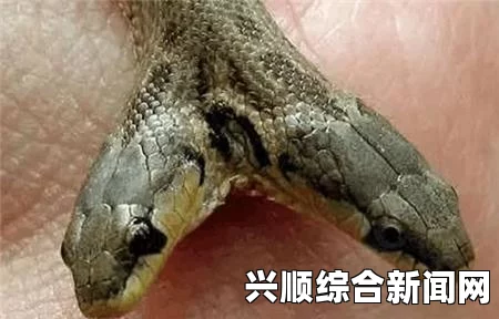 新西兰发现罕见双头羊，双头四脚，同步生长（图文）