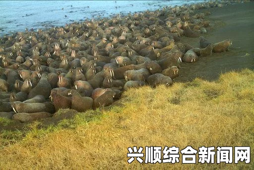 美国阿拉斯加海岸惊现大规模海象搁浅事件，数千只聚集引发踩踏悲剧，约50只不幸丧生