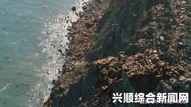 美国阿拉斯加海岸惊现海象搁浅事件，35000只海象聚集，约50只因踩踏丧生