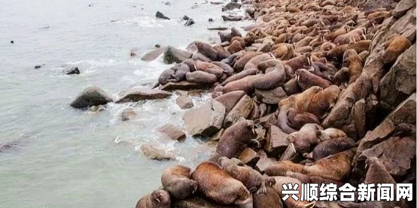美国阿拉斯加海岸惊现海象搁浅事件，35000只海象聚集，约50只因踩踏丧生