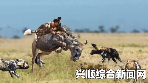 南非野生动物园，角马生死时速——野狗猎捕惊险瞬间