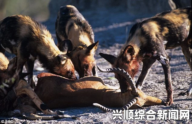 南非野生动物园，野狗猎捕大型角马的惊险瞬间