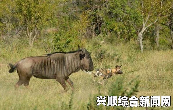 南非野生动物园，野狗猎捕大型角马的惊险瞬间