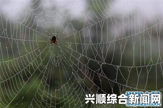 英国蜘蛛网奇观揭秘，巨型网宽达1.8米，叹为观止的图文报道