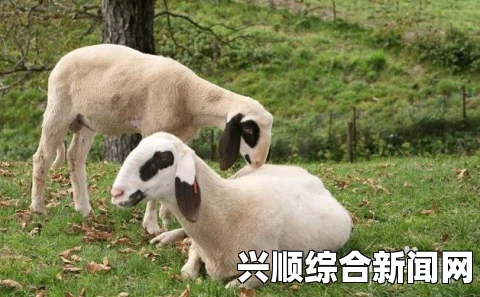 人类黎明养羊挑战与策略，成功养殖十只羊的指南